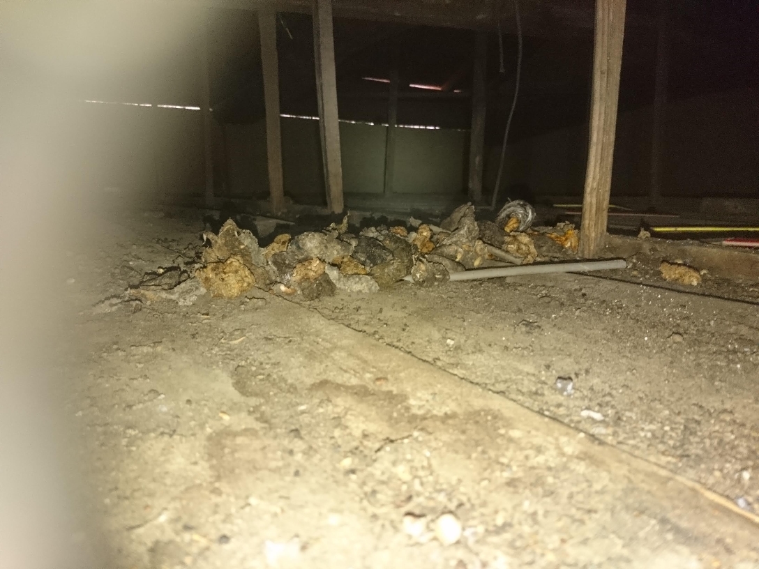 ハクビシン被害